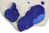 Vibrant Blue Azurite Suns on Siltstone - Australia #254056-1